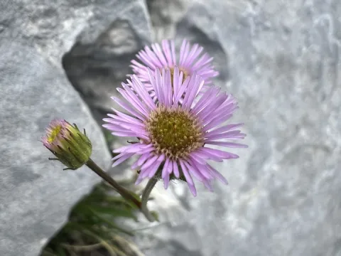 Mirko Ubović · CC0 1.0 · GBIF