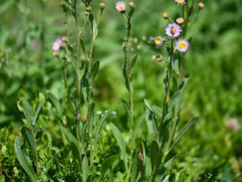 Flavien Saboureau · CC BY 4.0 · GBIF