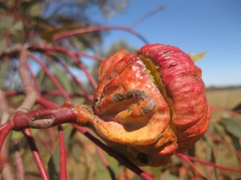 Andrew Thornhill · CC BY 4.0 · GBIF