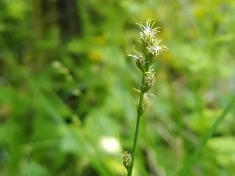 arthur_haendler · CC BY 4.0 · GBIF