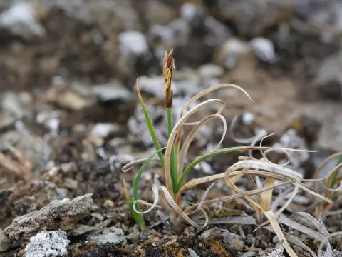 Marianne Moe · CC BY 4.0 · GBIF