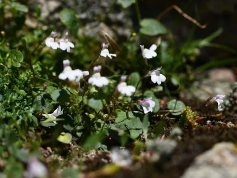 Flavien Saboureau · CC BY 4.0 · GBIF