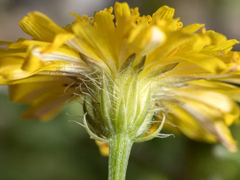 Eleftherios Katsillis · CC BY 4.0 · GBIF