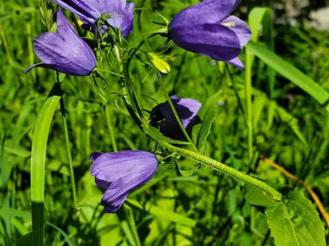 Anne Taylor · CC0 1.0 · GBIF