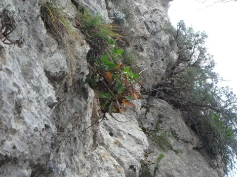 Daniel Cahen · CC BY 4.0 · GBIF
