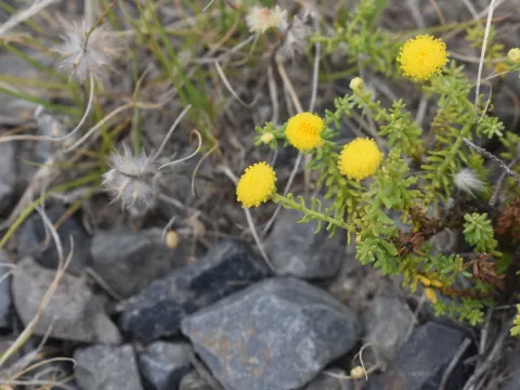 Justin Ponder · CC BY 4.0 · GBIF