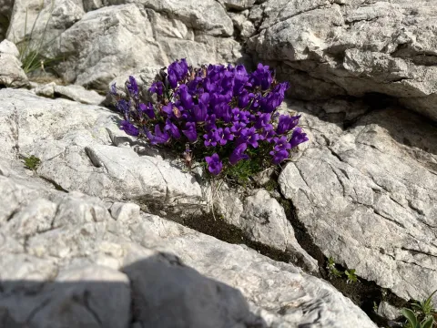 Mirko Ubović · CC0 1.0 · GBIF