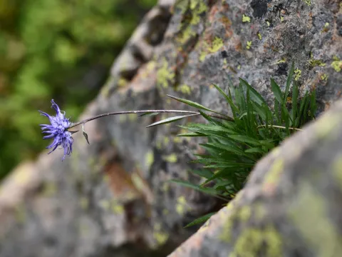 Flavien Saboureau · CC BY 4.0 · GBIF