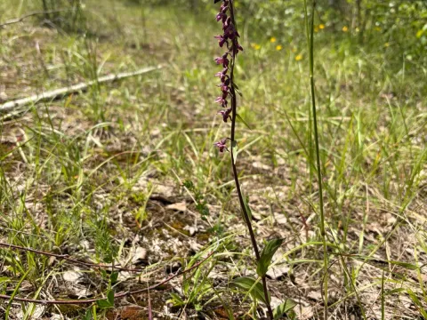FloraJenensis · CC BY 4.0 · GBIF