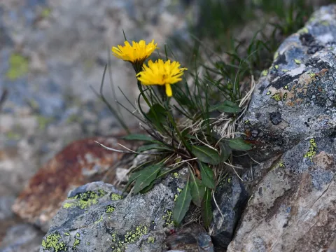 Flavien Saboureau · CC BY 4.0 · GBIF