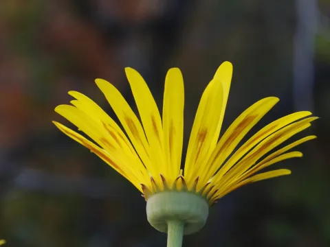 Karen Eichholz · CC BY 4.0 · GBIF