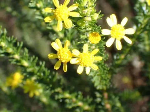 Karen Eichholz · CC BY 4.0 · GBIF