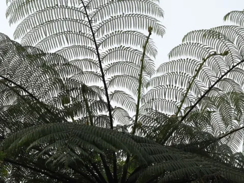 Fabian Brambach · CC BY 4.0 · GBIF
