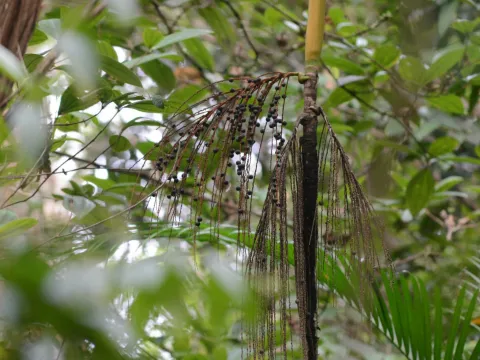 B. Phalan · CC BY 4.0 · GBIF
