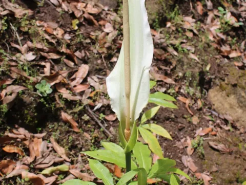 Lídia Carrera · CC BY 4.0 · GBIF