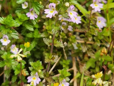 alamettyr · CC BY 4.0 · GBIF