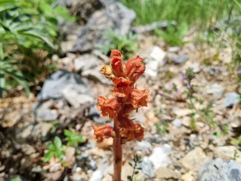 Ian Wright · CC BY 4.0 · GBIF