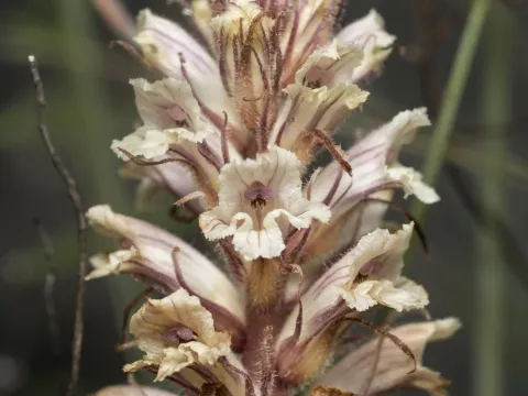 Eleftherios Katsillis · CC BY 4.0 · GBIF