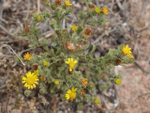 desertnaturalist · CC BY 4.0 · GBIF