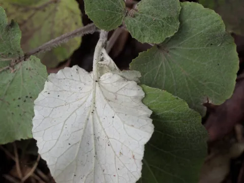 Daniel Cahen · CC BY 4.0 · GBIF