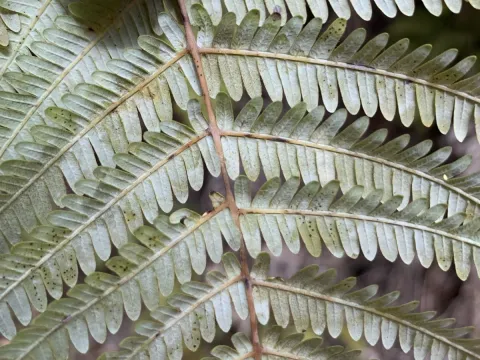 Daniel J. Layton · CC BY 4.0 · GBIF