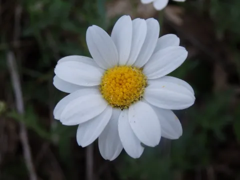 Carminda Santos · CC BY 4.0 · GBIF