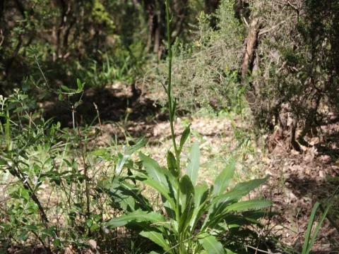 Olivier Argagnon · CC BY 4.0 · GBIF