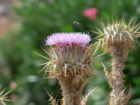 Eleftherios Katsillis · CC BY 4.0 · GBIF