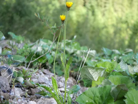 Wolfgang Jauch · CC BY 4.0 · GBIF