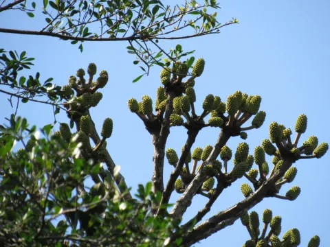 Mahomed Desai · CC BY 4.0 · GBIF