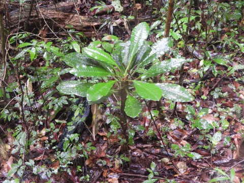 amantedarmanin · CC BY 4.0 · GBIF