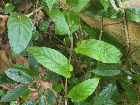 Cheongweei Gan · CC BY 4.0 · GBIF