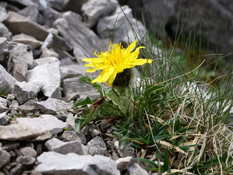 Wolfgang Jauch · CC BY 4.0 · GBIF