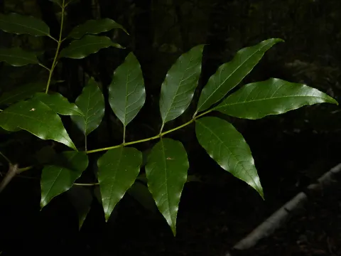 Anders Hastings · CC BY 4.0 · GBIF