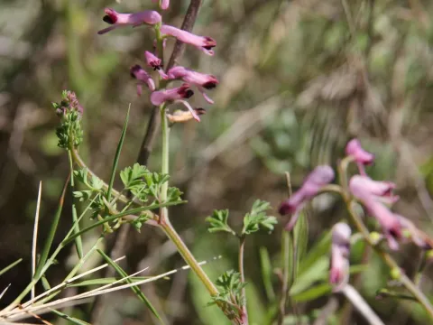 Olivier Argagnon · CC BY 4.0 · GBIF