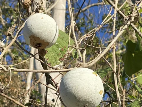 Katharine Khamhaengwong · CC BY 4.0 · GBIF