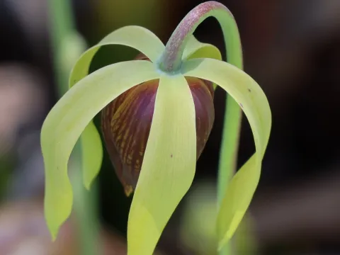 Gail A Baker · CC BY 4.0 · GBIF