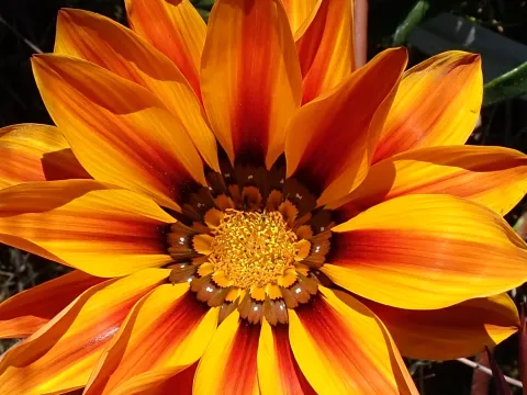 John Cowles · CC0 1.0 · GBIF