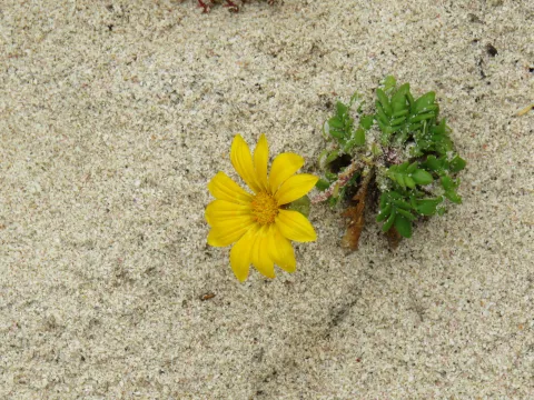 Jeremy Gilmore · CC BY 4.0 · GBIF