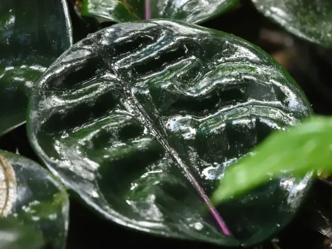 Guy Babineau · CC BY 4.0 · GBIF