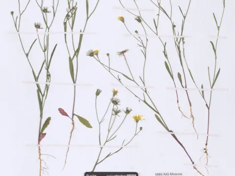 MHA Herbarium · CC BY 4.0 · GBIF
