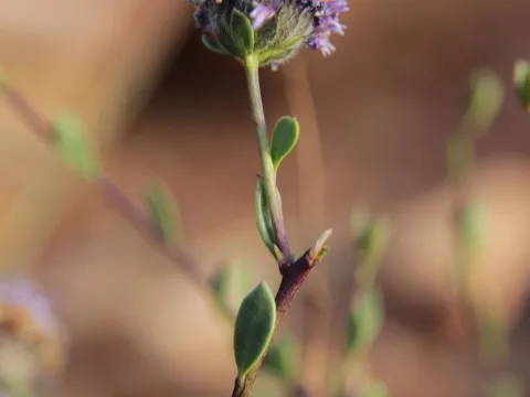 Olivier Argagnon · CC BY 4.0 · GBIF