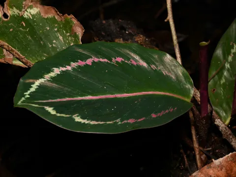 Anders Hastings · CC BY 4.0 · GBIF