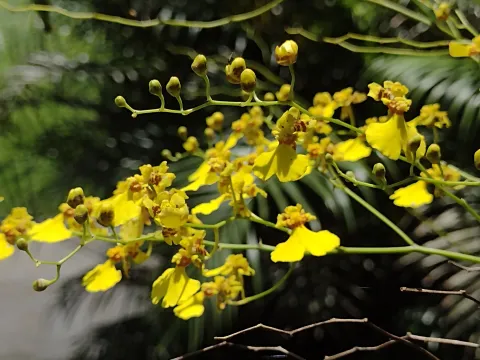Clarice Dorocinski · CC BY 4.0 · GBIF