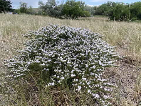 Harry Podschwit · CC BY 4.0 · GBIF