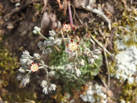 Sinaloa Silvestre · CC0 1.0 · GBIF