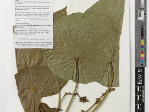 Royal Botanic Gardens, Kew · CC BY 4.0 · GBIF