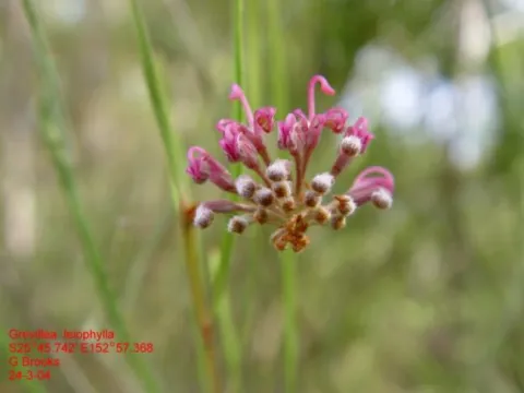 Gary Brooks · CC BY 4.0 · GBIF