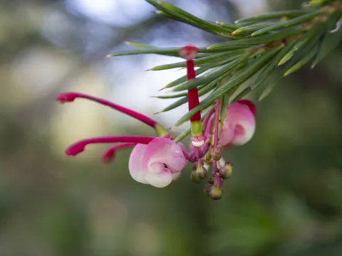 Jeremy James · CC BY 4.0 · GBIF