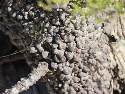 amantedarmanin · CC BY 4.0 · GBIF